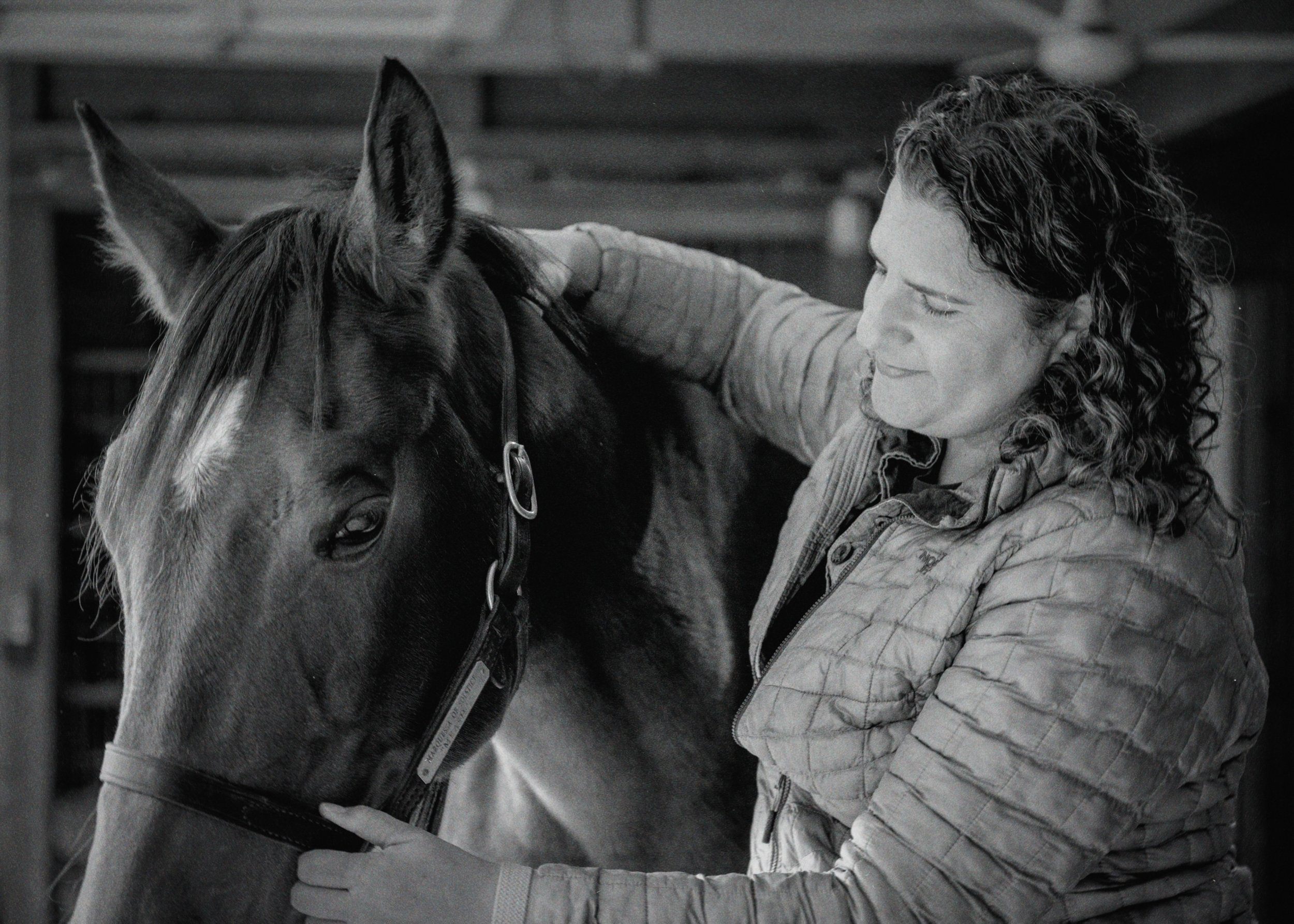 Black-and-white photo of a staff member adjusting a horse's halter