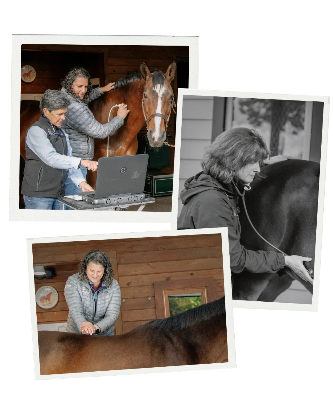 Collage of veterinarians examining horses: an ultrasound scan in the barn, a stethoscope exam, and hands-on care