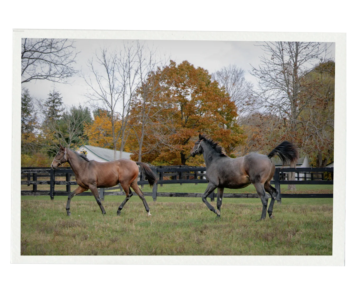 Two horses trotting through a fenced autumn pasture