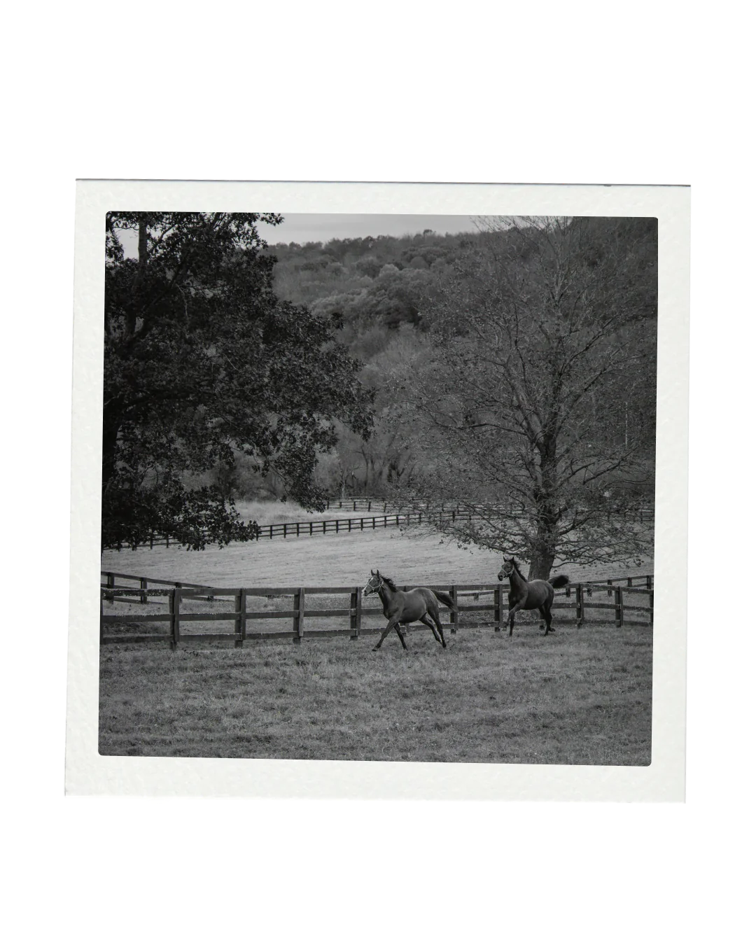 Black-and-white photo of two horses trotting along the fence line