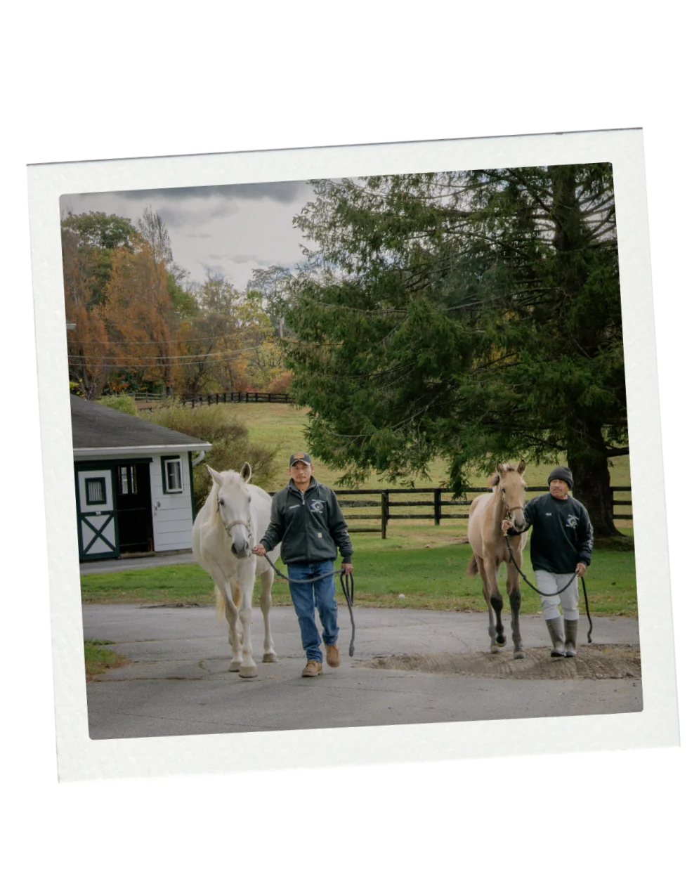 Two staff members leading horses down the drive past the barn