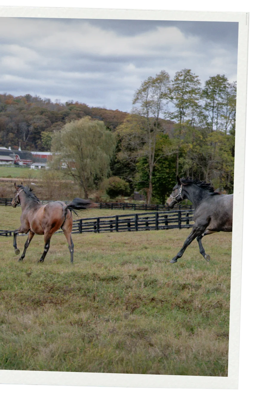 Two horses cantering across a turnout field