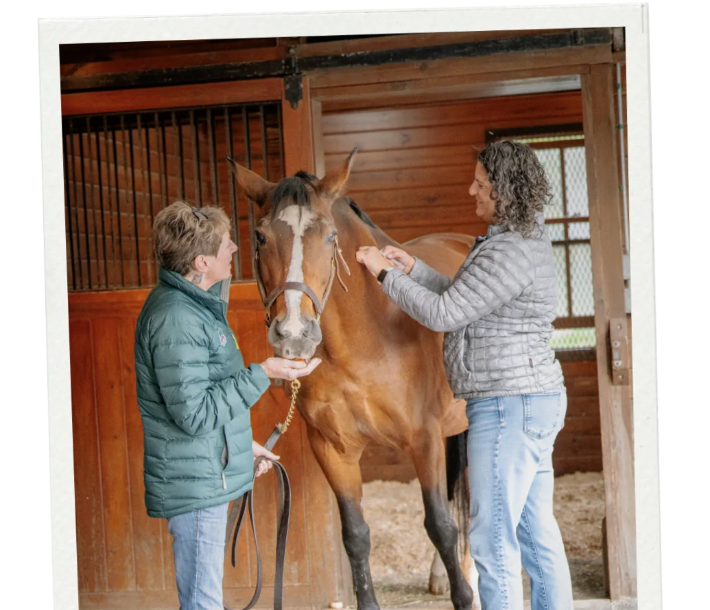 Two caretakers tending to a horse inside the barn