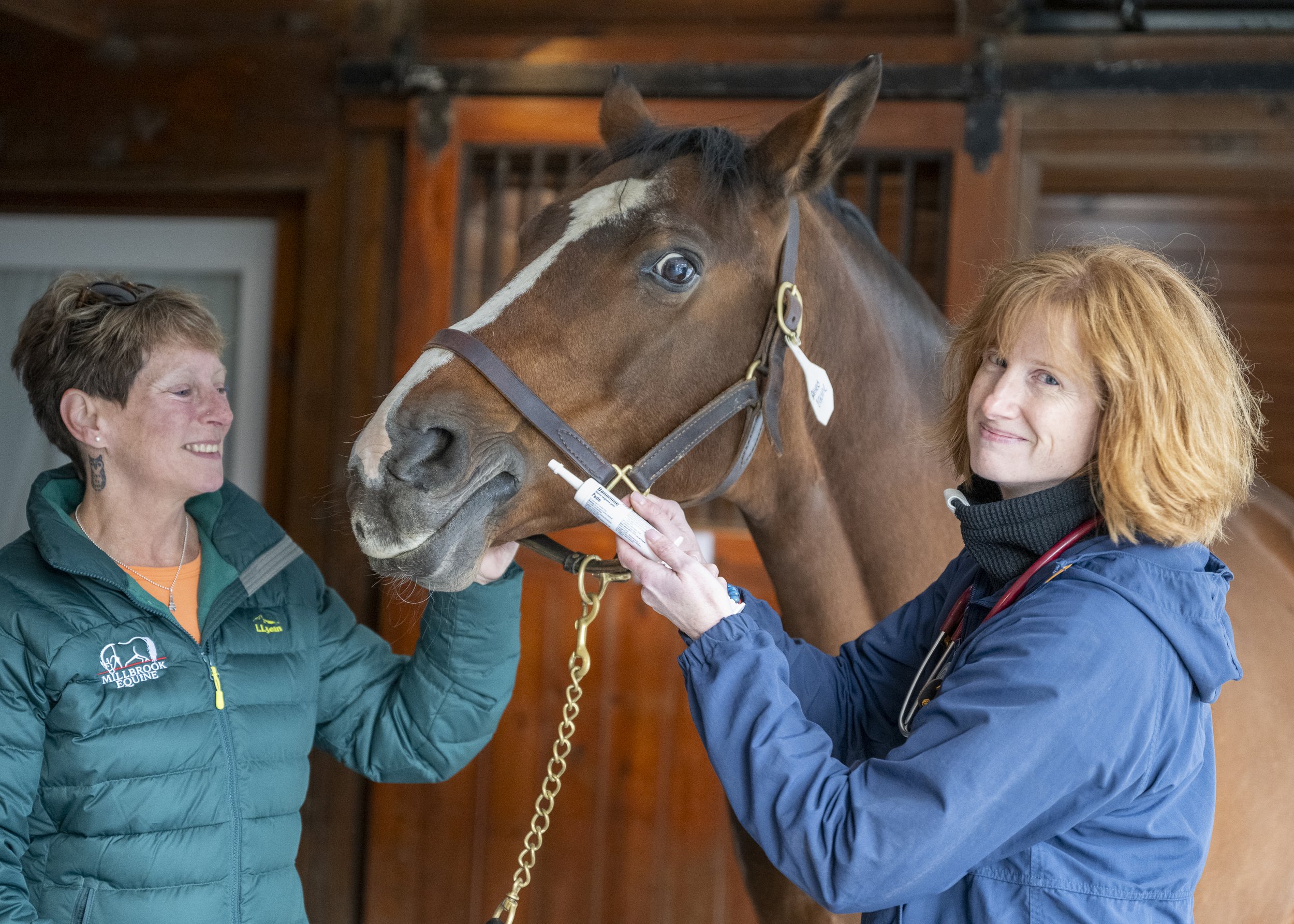 A veterinarian and a caregiver giving oral medication to a bay horse in the barn