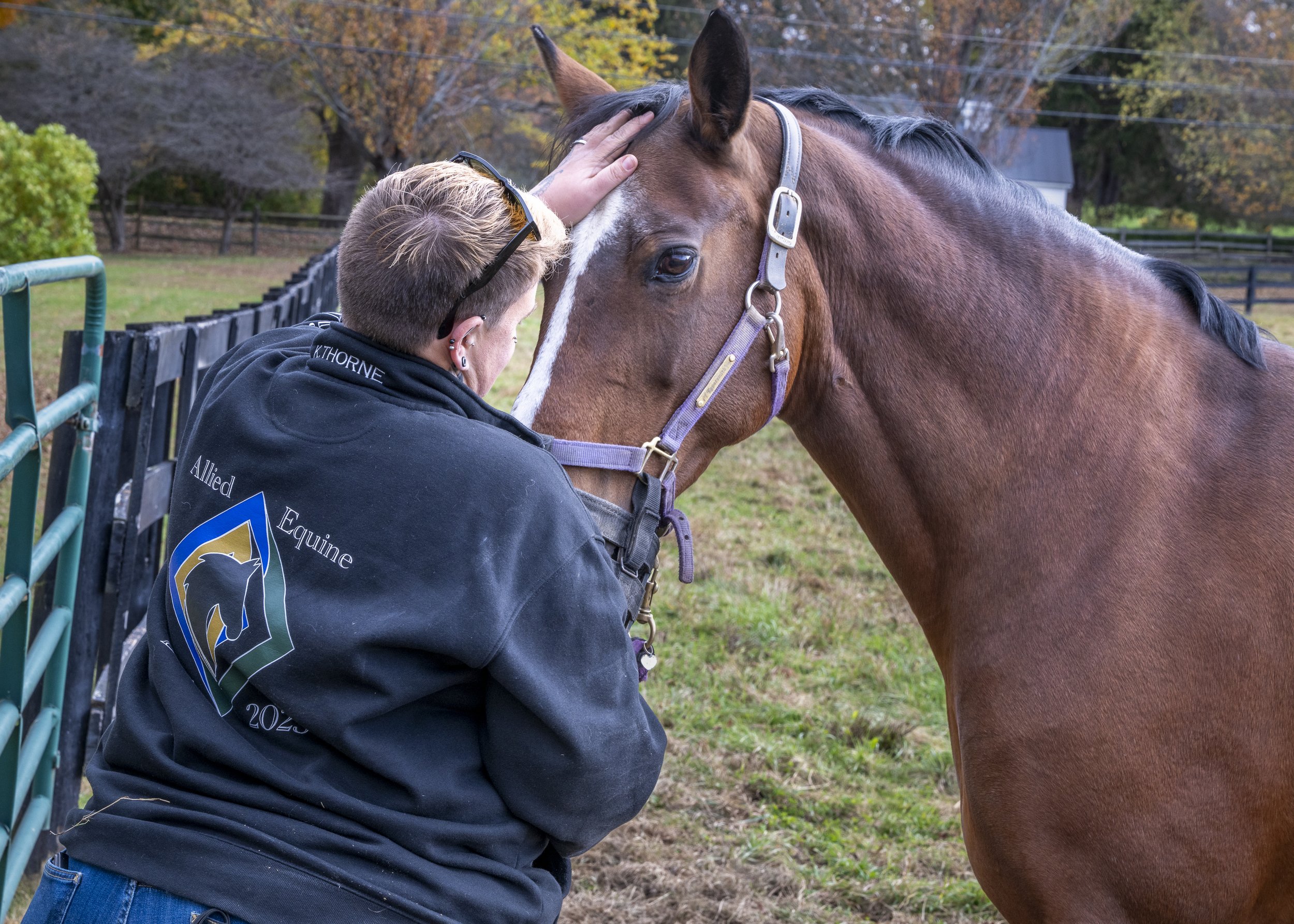 An Allied Equine team member gently stroking a bay horse's face beside a paddock fence