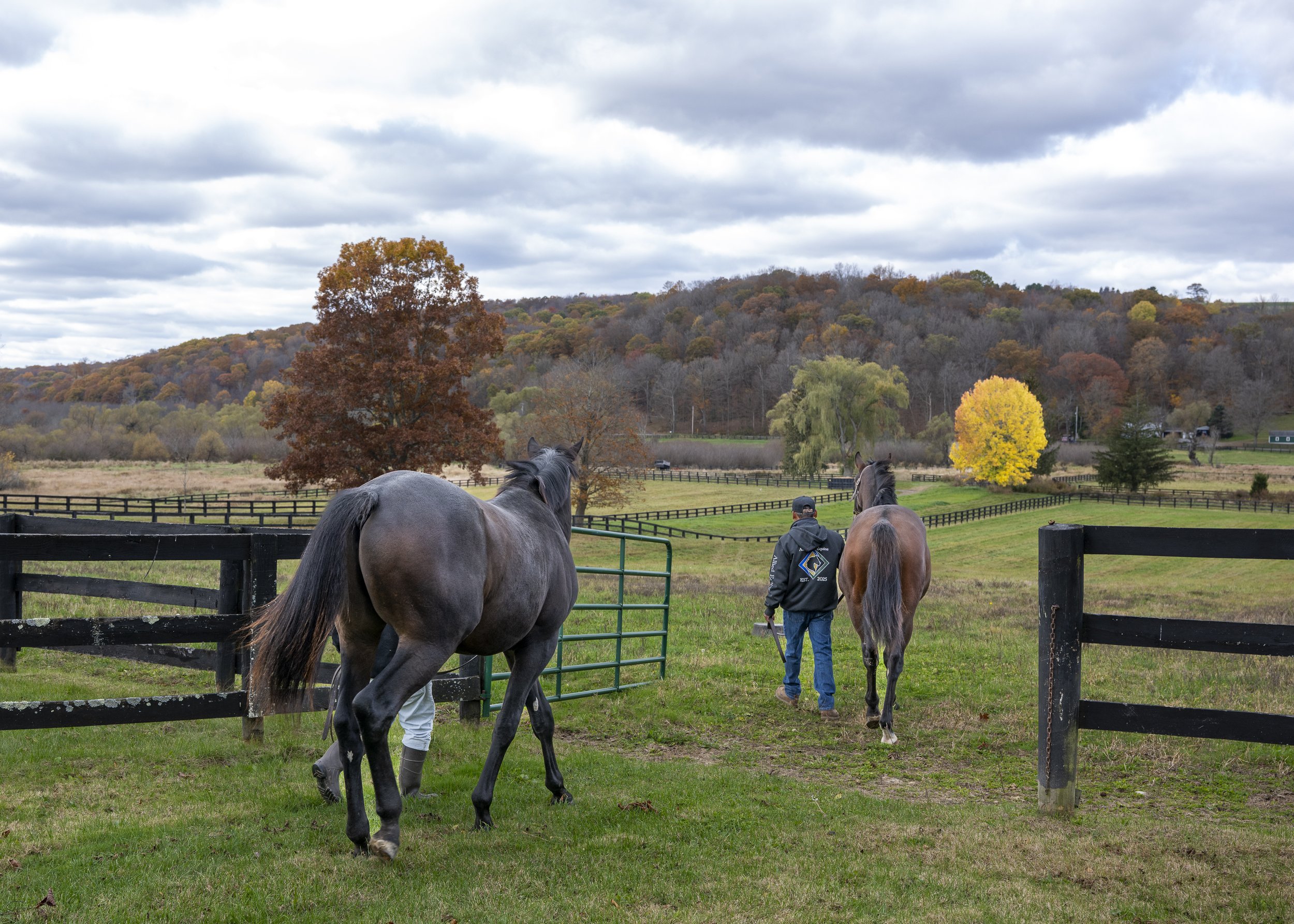 A caretaker leading two horses out to a fenced pasture with autumn hills beyond
