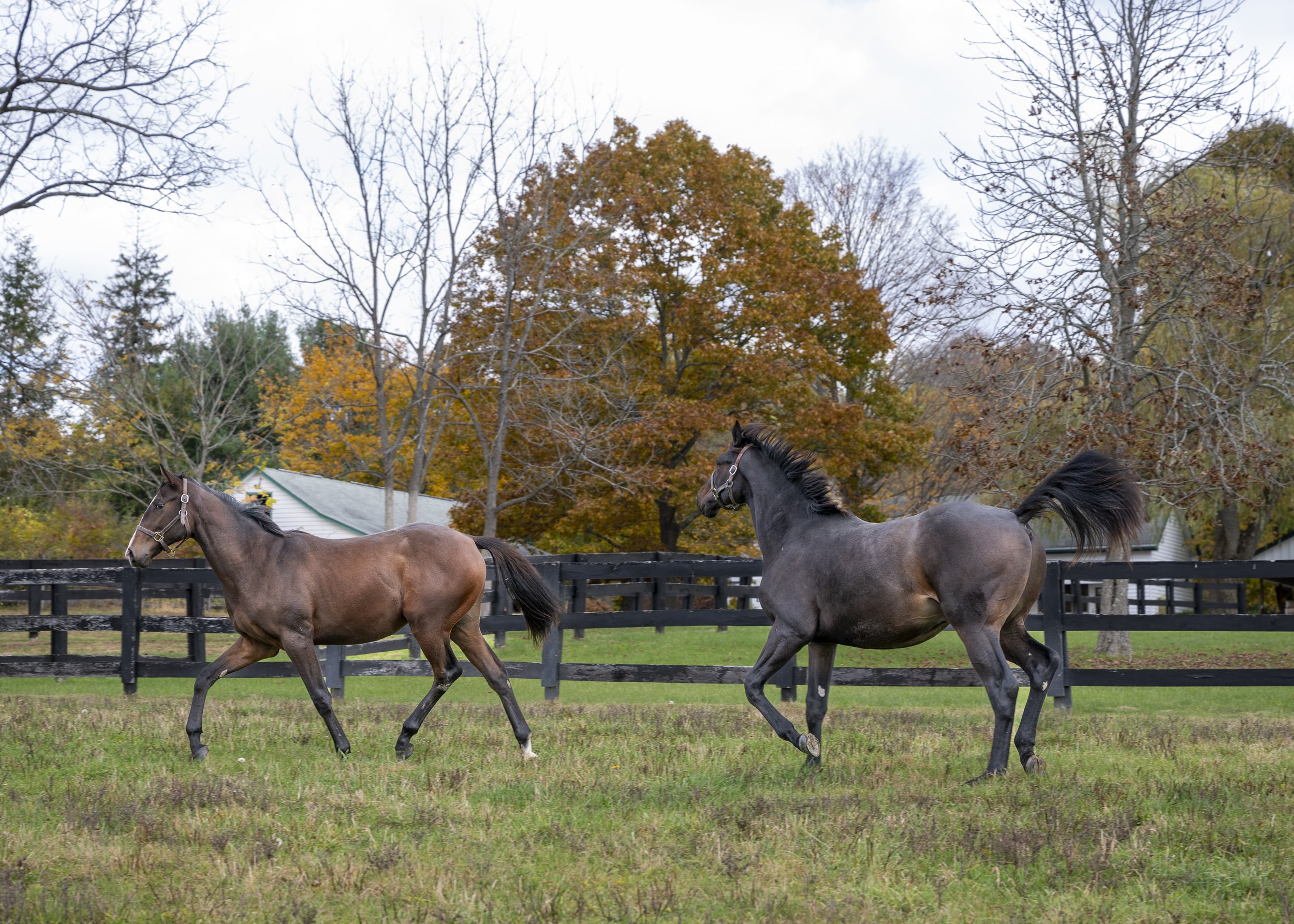 Horses grazing in the paddock at Allied Equine