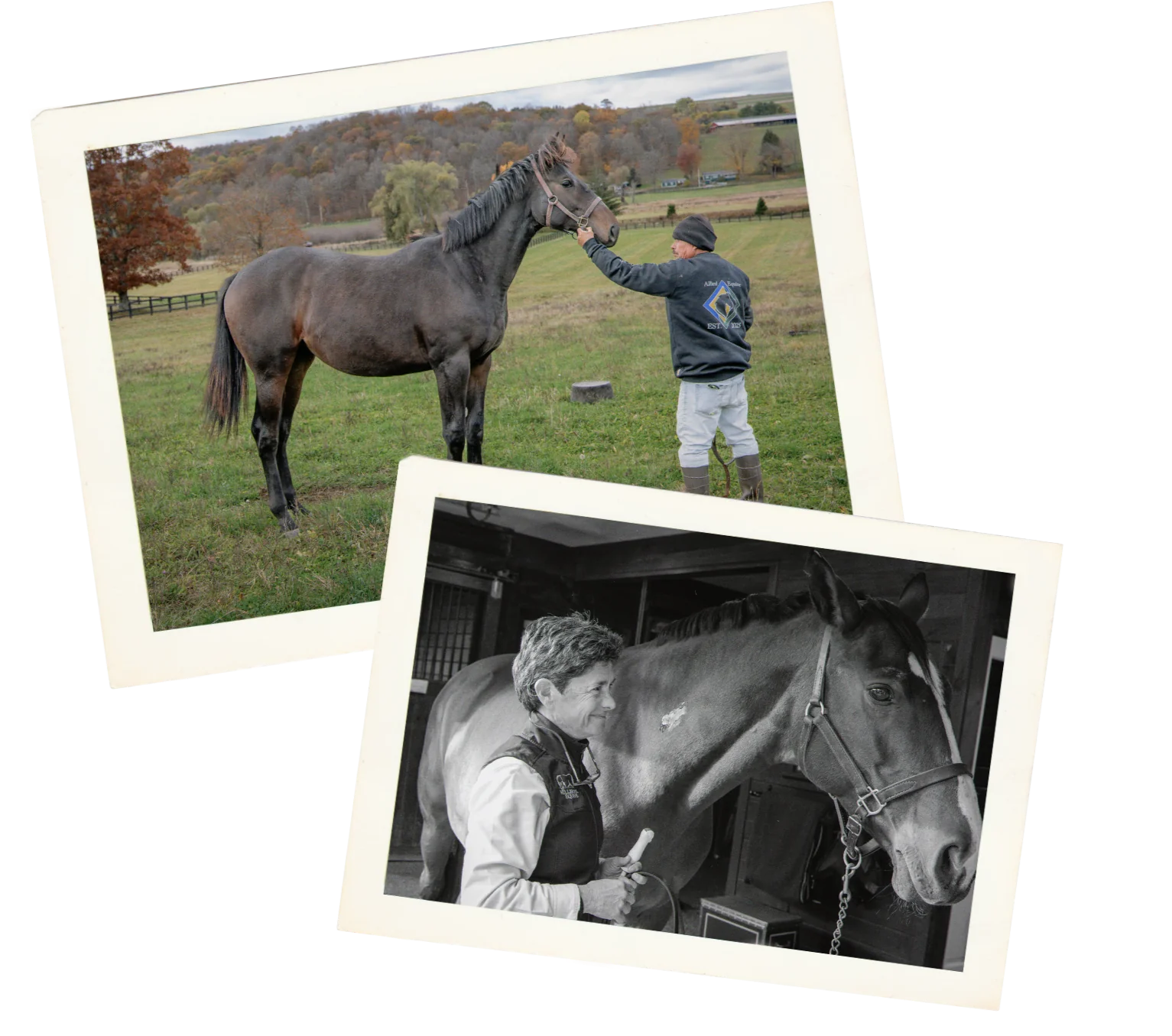 Two snapshots from the farm: a handler greeting a dark horse in an autumn pasture, and a staff member caring for a horse in the barn