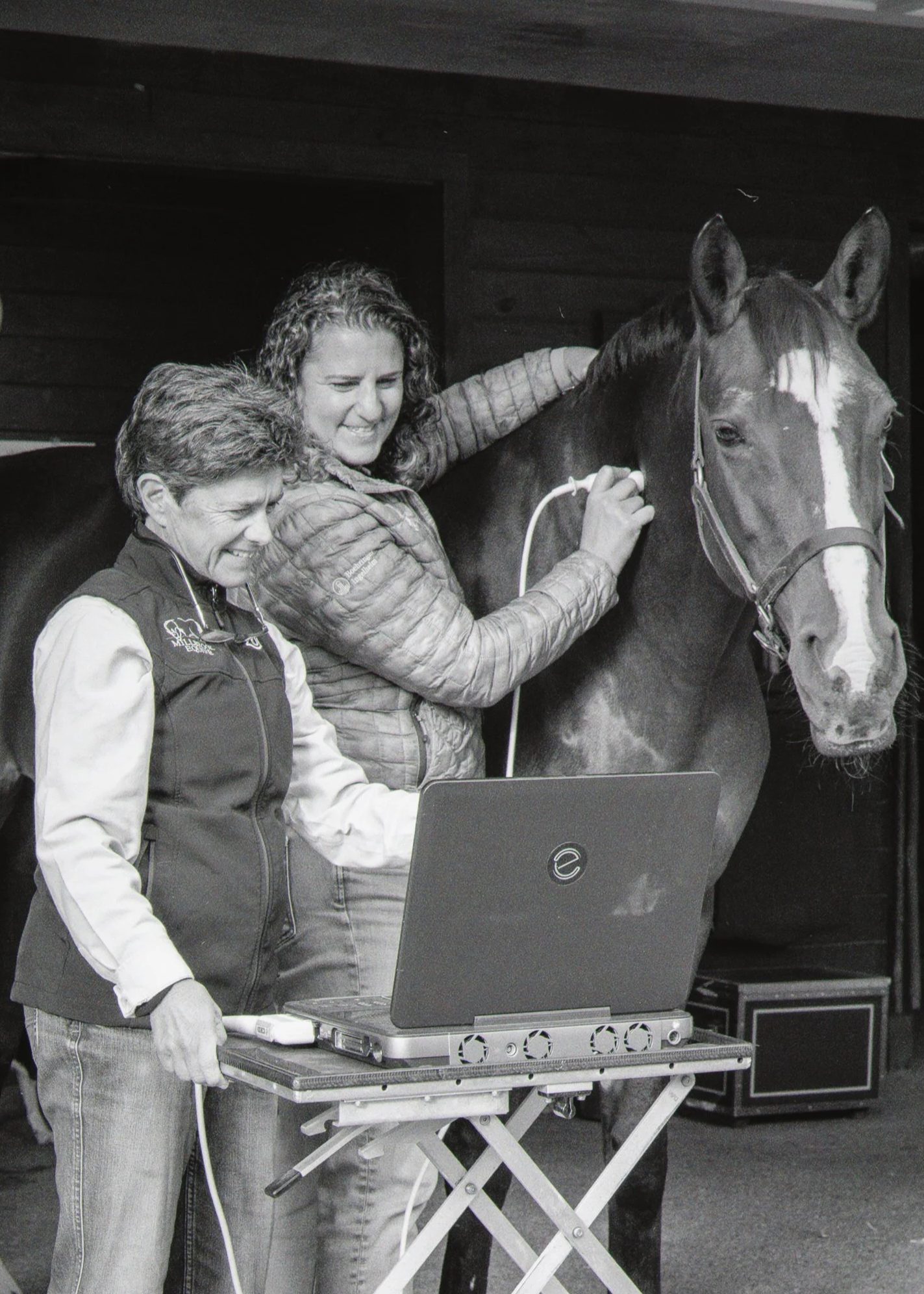 Veterinary professionals performing an ultrasound scan on a horse