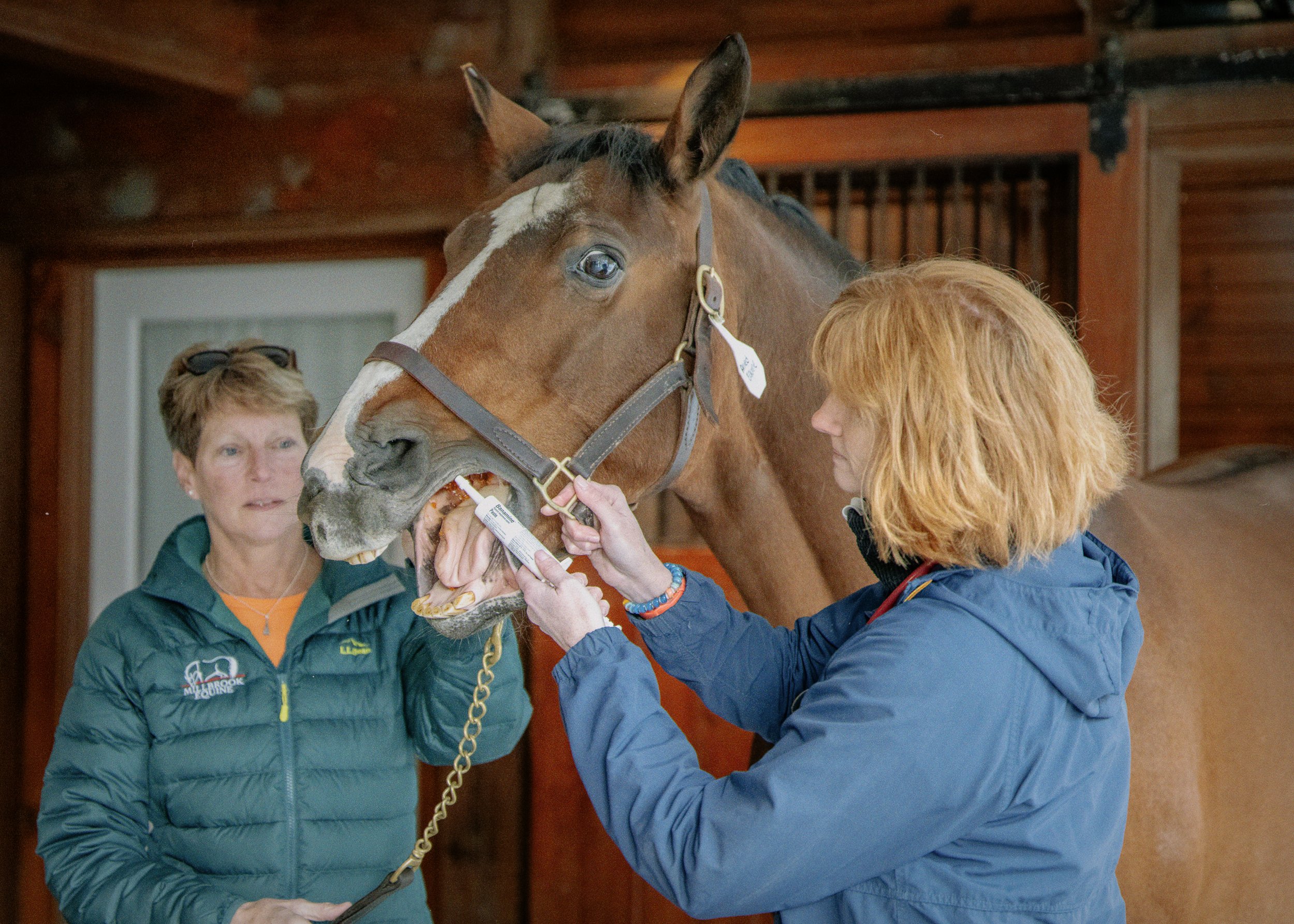 Two team members administering oral medication to a bay horse in the barn
