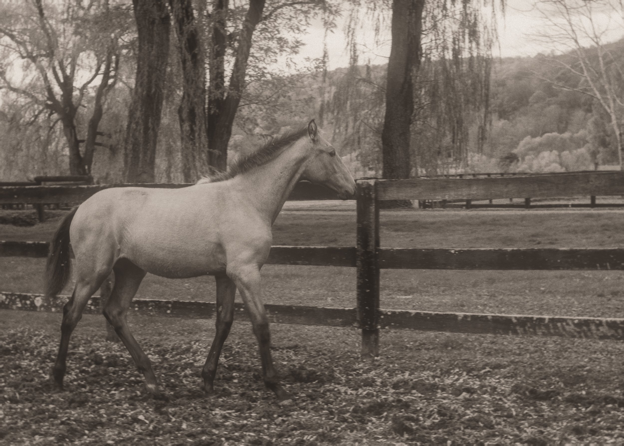 A young horse trotting along the paddock fence beneath tall trees